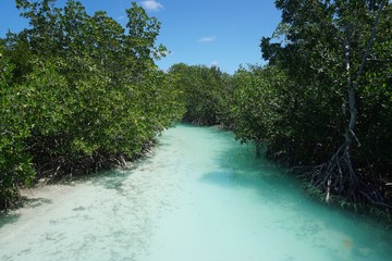 Obraz premium Strand mit Mangroven auf Cayo Coco, Jardines Del Rey, Kuba