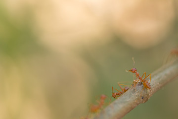 Red ant,Weaver Ants (Oecophylla smaragdina),Action of ant, ant standing