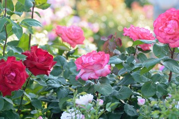 Macro details of vibrant red & pink Rose flowers in garden