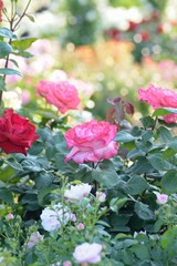 Macro details of vibrant red & pink Rose flowers in garden