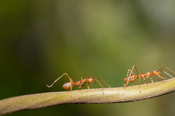 Red ant,Weaver Ants (Oecophylla smaragdina),Action of ant, ant standing
