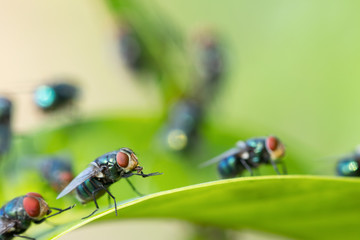 Close up fly,bluebottle on a green leave background. Insect. selective focus
