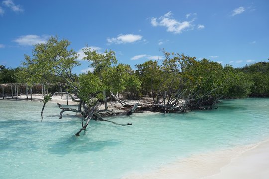 Strand mit Mangroven auf Cayo Coco, Jardines Del Rey, Kuba