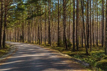 Trollskogen nature reserve on Oland, Sweden. Bending country road sided by thick pine forest. Shadows from the trees makes stripes on the road.