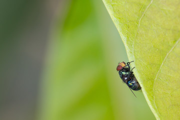 Close up fly,bluebottle on a green leave background. Insect. selective focus