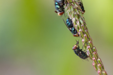 Close up fly,bluebottle on a green leave background. Insect. selective focus