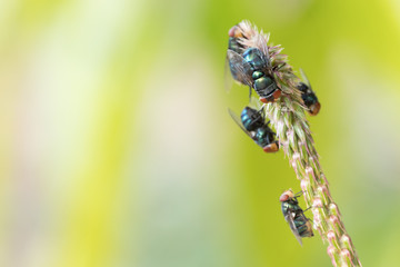 Close up fly,bluebottle on a green leave background. Insect. selective focus