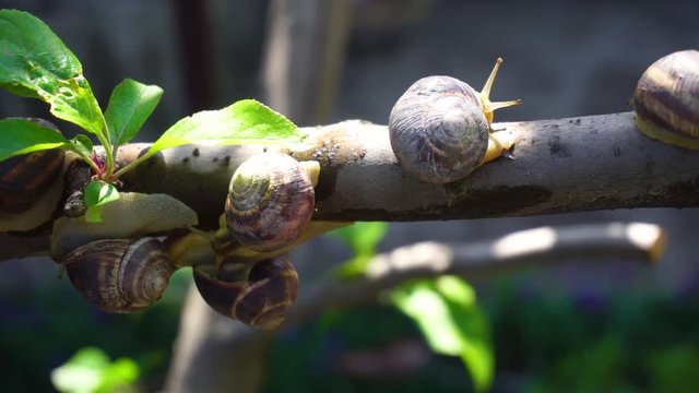 Snails on a tree branch