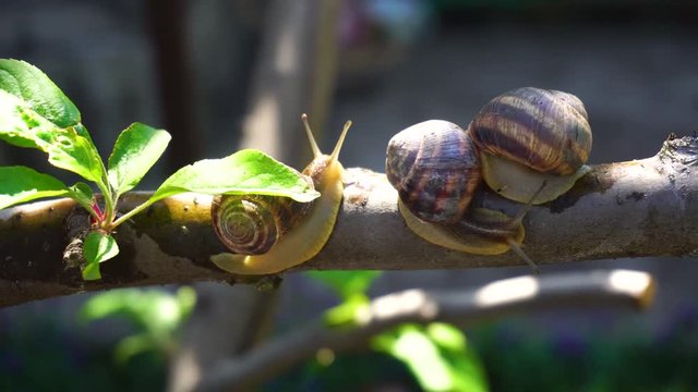 Snails on a tree branch