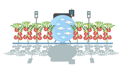 Growing plants in the greenhouse. Smart farm with wireless control. Eco farm with aquaponics system of planting vegetables. Vector illustration.