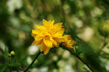 A beautiful yellow Kerria japonica in the park