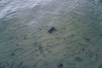 Krebs auf Cayo Coco, Jardines Del Rey, Kuba