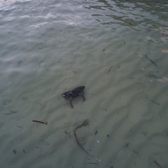 Krebs auf Cayo Coco, Jardines Del Rey, Kuba