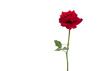 Red rose isolate on white background with clipping path