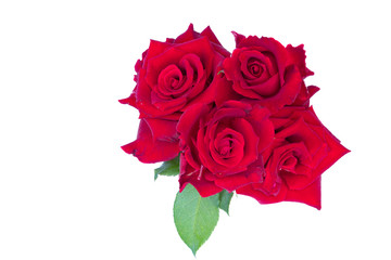 Red rose isolate on white background with clipping path