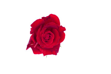 Red rose isolate on white background with clipping path
