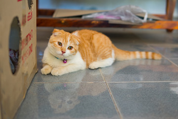 A cat plays hide and seek in a cardboard box