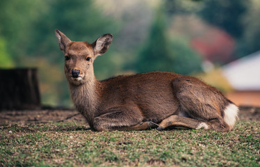 Deers and animals in Nara park, kyoto, Japan