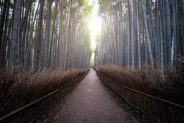 Obraz premium Bamboo forest in Kyoto countryside
