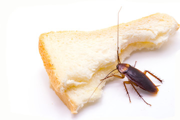 Close up of cockroach on a slice of bread