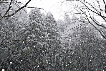 雪の降る森