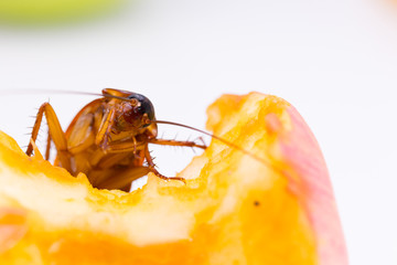 Close up of cockroach on core of apple