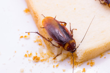 Close up of cockroach on a slice of bread
