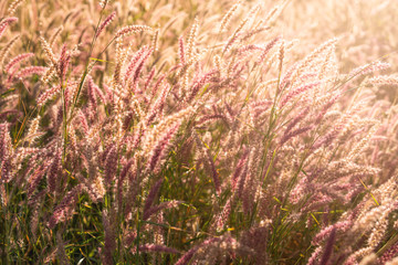 Wild field of grass on sunset, soft sun rays, warm toning,