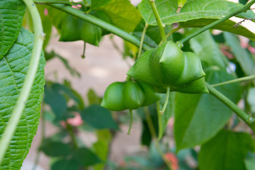Plukenetia volubilis, commonly known as sacha inchi, sacha peanut, mountain peanut or Inca-peanut on tree.