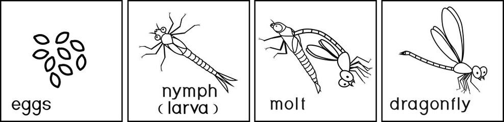 Search photos Category Animals > Bugs, Insects and ...
