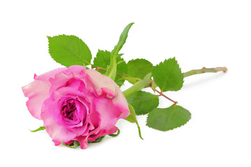 Beautiful Roses (Rosaceae) isolated on white background, including clipping path. Germany