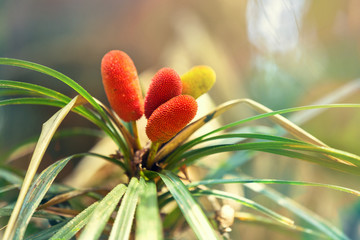 Wild bromeliad plant in Sinharaja rainforest, Sri Lanka