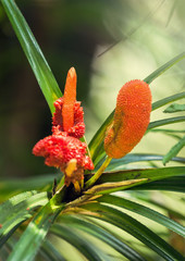 Wild bromeliad plant in Sinharaja rainforest, Sri Lanka