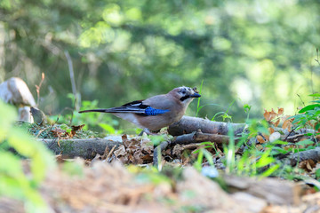 ghiandaia nel bosco