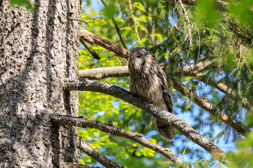 Allocco degli Urali nella foresta in Slovenia