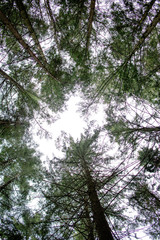 Wald Perspektive von unten