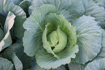 Obraz premium cabbage in the garden