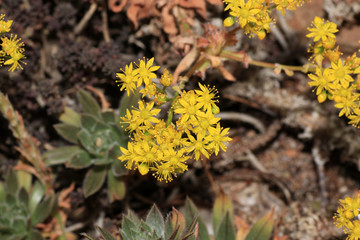 Succulents are succulent plants that are adapted to special climatic and soil conditions

