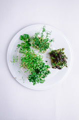 Home grown microgreens - group organic pea, broccoli sprouts grown in petri dish on white background. Sprouts are source of myrosinase enzyme and sulforaphane as anticancer treatment.