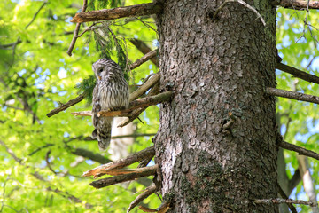 Allocco degli Urali nella foresta in Slovenia