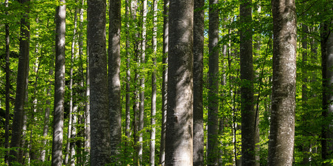 Obraz premium Foresta in Slovenia