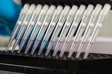 detailed view several plastic pipette tips, pink liquid, black rack