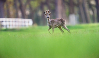 Alert young roe deer buck in meadow looking towards camera.