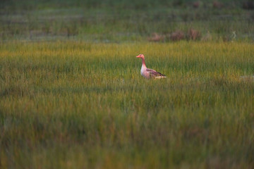 Single greylag goose in tall grass lit by morning sunlight.