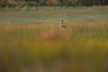 Obraz na płótnie Canvas Single greylag goose in tall grass lit by morning sunlight.