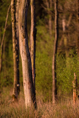 Tree trunks between tall grass in morning sunlight.