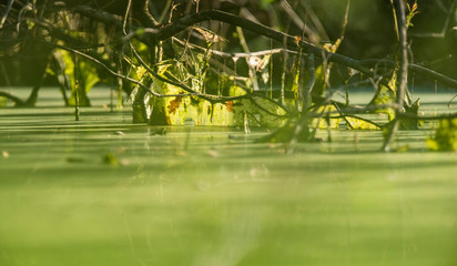 Slimy branches in green colored water of swamp.