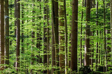 Fototapeta na wymiar Foresta in Slovenia
