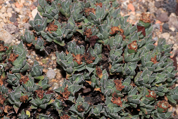 Succulents are succulent plants that are adapted to special climatic and soil conditions
