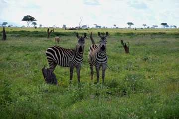 Fototapeta na wymiar Zebras on the savanna, Africa, Kenya